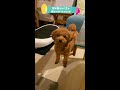 トイプードルがモジモジしています *‘ω‘ * toy poodle story shorts