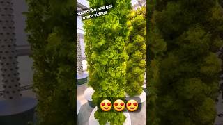 🎯🎯මෙන්න ගෙනාවා....😍😍😍 #farm #shorts #lettuce #hydroponics