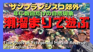 サンフランシスコの郊外の潮だまりで遊ぶ！Let's play at tide pools at Fitzgerald Marine Reserve!