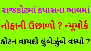 રાજકોટમાં કપાસના ભાવમાં મોટો ઉછાળો ? ન્યૂયોર્ક કોટન વાયદામાં તોફાની તેજીની ડમરી અત્યારે ડગરા કાઢે છે