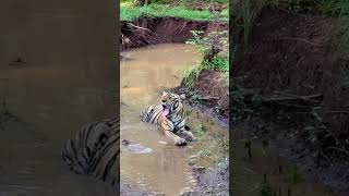 T19 KRISHNA| RANTHAMBORETIGER|TIGER #tiger #shorts #wildlife #trending #viral #memes #animals #lion