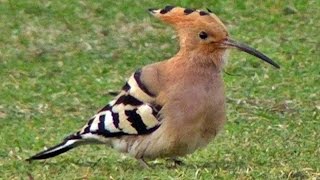 Hoopoe at Gulval Cricket Club Penzance Cornwall UK - Upupa Epops