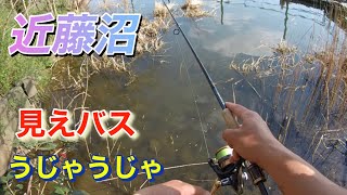 春全開な近藤沼にバス釣りして来た！