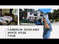 White Rose Cameron Highland 2022