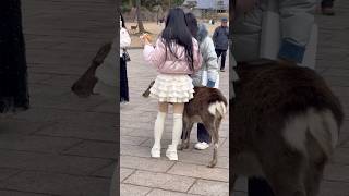 奈良公園で愛らしい鹿に餌をあげる親切な観光客 | 日本の心温まる瞬間 | Nara deer park Japan mini vlog