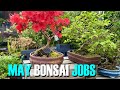 May Jobs In The Bonsai Garden