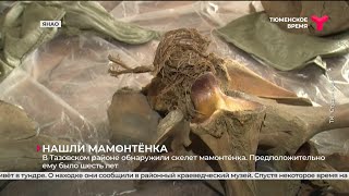 В Тазовском районе нашли скелет и хобот мамонтёнка