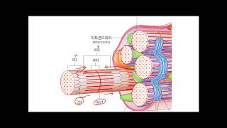 신경해부학 _ 근육 수축