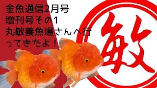 【金魚通信2023年2月号増刊号①】丸敏養漁場さんへ行ってきたよ！