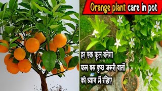 how to grow and care orange plant in pot | cities plant care in flower stage