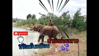 นาทีระทึก🐘🐘นำช้างตกมันออกจากที่ผูกไปยังอีกที่หนึ่ง.มาๆลุ้นๆกัน