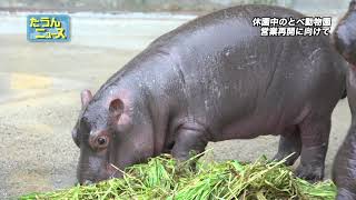 【4K】たうんニュース　2021年5月「休園中のとべ動物園」