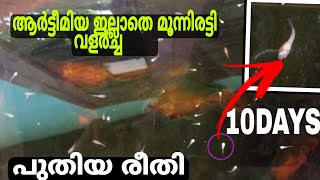 ആർട്ടീമിയ ഇല്ലാതെ മൂന്നിരട്ടി വളർച്ച കിട്ടുന്ന പുതിയ രീതി😱😱| betta fish fastly growing method|