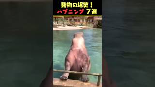 Instagramで5億回バズった動物ハプニング動画7選！7Animal Happenings Videos That Got 500 Million Buzz on Instagram!#犬#猫