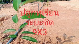 ปลูกทุเรียนระยะชิด 9X3 พันธุ์ทองลินจง