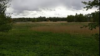 Corn crake, Crex crex (Kornknarr) singing in field in Älvsjö, Stockholm, Sweden [2020-05-15]