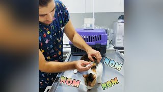 The Cat doesn't realize injection during eating! 😅😂 #TheVet