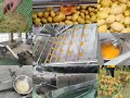 Vegetable Processing Line Small Scale Fruit Washing Peeling Drying Cutting Juicing Plant