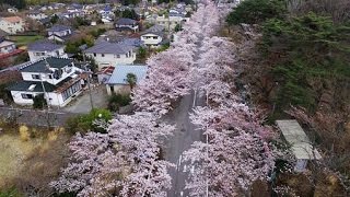 帰還困難区域の桜並木が満開＝福島県富岡町