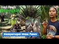 Perkebunan Sawit Di Lahan Bpk Toufik Menggunakan Pupuk Eco FARMING (Lampung)