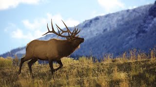 America's Wild Seasons: Autumn Adventures | Hindi Documentary