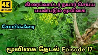 மூலிகை தேடல் Episode 17 - கிரைப்வாட்டர் தயார் செய்ய பயன்படும் மூலிகை l சோயிக்கீரை l Dill l சதகுப்பை