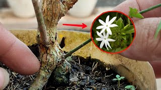 PERTAMA KALI ‼️ MELATI HUTAN (JASMINUM ELONGATUM) / Bonsai Mini