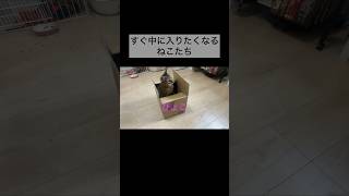 【ハルソラ】段ボールでかくれんぼ