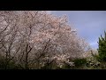 春の車中泊旅 2019 ㉑　旅の終章　満開の桜と鳥海山　山形県湯野浜～秋田県にかほ