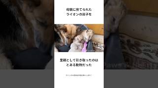 双子のライオンを救った犬のお母さん #shorts