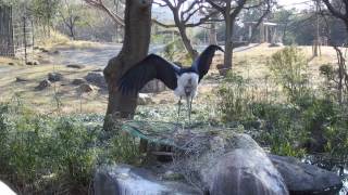 節分　豆まきふうにお肉をもらうシロー＆ミット 2017/02/04　　天王寺動物園のアフリカハゲコウ