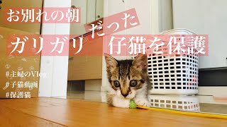 （仔猫保護編7）ガリガリの仔猫拾い預かる😽子猫とはちわれ兄妹の最後の朝！主婦のVlog