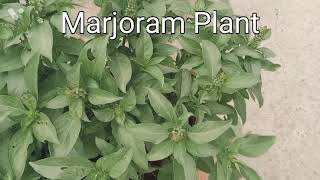 Beautifully Marjoram Plant