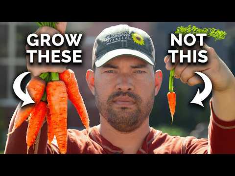 Are California poppies related to carrots?