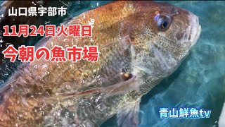 【魚市場】【朝セリ】【天然タイ】今朝の魚市場11月24日火曜日の水揚げ状況