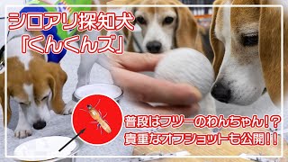 貴重なオフショットも！シロアリ探知犬「くんくんズ」の訓練を見学してきたよ