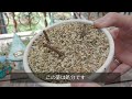 【vlog642】【多肉植物】衝撃映像連発ボロボロ！梅雨夏完敗エリア！害虫駆除方法＆夏肥実験【失敗も全部経験値】