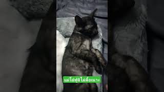 เอ็นดู #catvideos