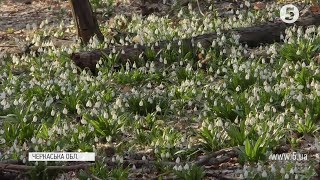 У Холодному Яру розквітнув рідкісний первоцвіт