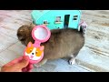 rescued the smallest pet building a new amazing house for pets