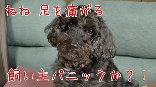 足を痛がるミックス犬ねね／飼い主は動揺して同じ言葉を繰り返す