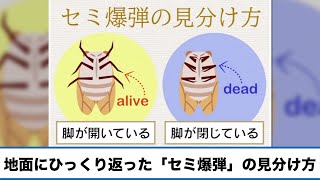 地面にひっくり返ったセミ、「セミ爆弾」の見分け方