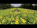 DRONE FOOTAGE: 30 acres of sunflowers sweep across Maryland | FOX 5 DC