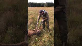 The difficulty in moving large game in this case a Red Stag