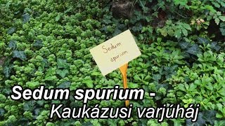 Kaukázusi Varjúháj - Sedum spurium