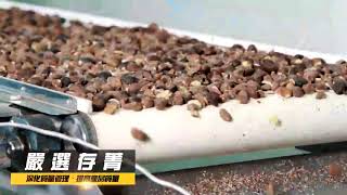 金椿茶油工坊