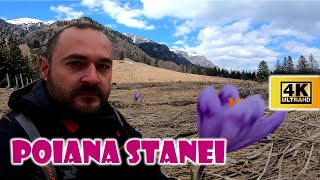 Branduse in Poiana Stanei Regale | Muntii Bucegi | HIKE | 4K