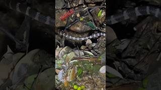 #common crait #snake #animal #viral #katla pamu #shorts