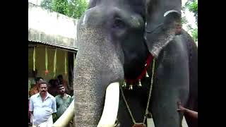 Elephants of Kerala - Pampady Rajan