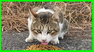 腹ペコな野良猫が美味しそうにカリカリ飯をカリカリ食べる “I gave karikari food hungry stray cat”